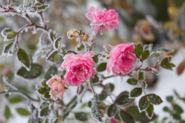 Frozen pink roses in the snow