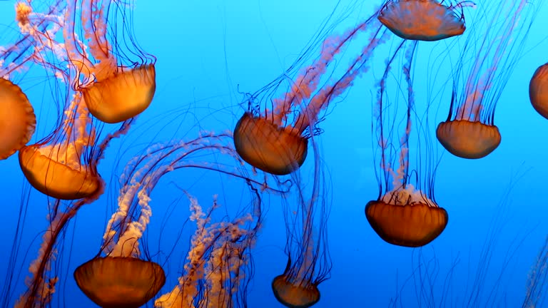 Jellyfish swimming into the deep blue sea