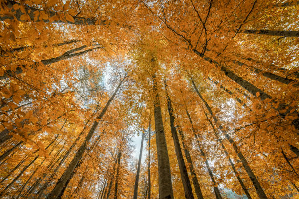 istock Colorful autumn trees in forest 887569256