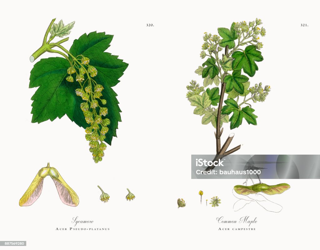 Sycamore, Acer Pseudo-platanus, Victorian Botanical Illustration, 1863 - Royalty-free Botânica - Ciência de plantas Ilustração de stock