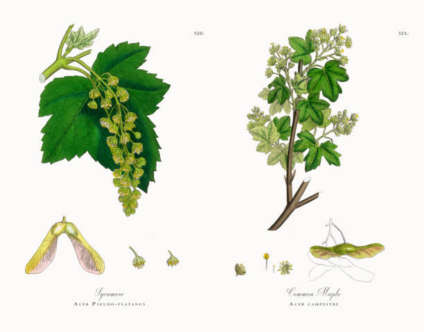 ilustrações de stock, clip art, desenhos animados e ícones de sycamore, acer pseudo-platanus, victorian botanical illustration, 1863 - ácer ilustrações