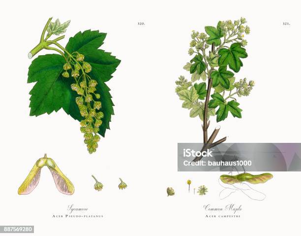 Sycamore Acer Pseudoplatanus Victorian Botanical Illustration 1863 - Arte vetorial de stock e mais imagens de Botânica - Ciência de plantas