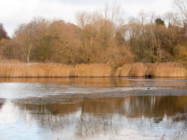 istock autumn white sky overcast lake brown trees and some birds on surface 887577750