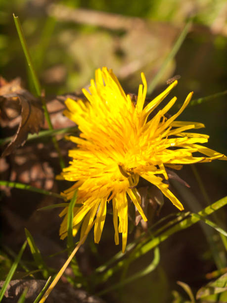 close up of yellow long petaled dandelion on the ground bright - long grass uncultivated plant stage plant condition imagens e fotografias de stock