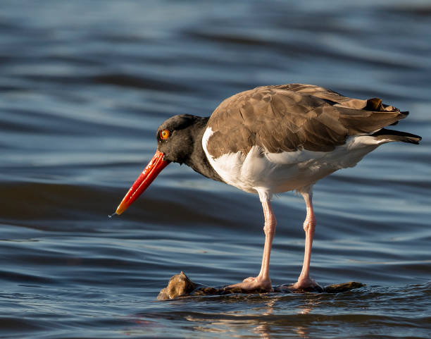 istock American Oystercatcher Probing for Oysters 887577976