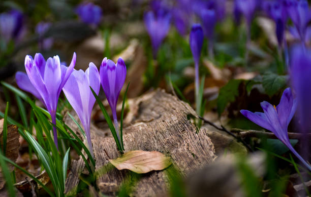 istock purple crocus flowers in forest 887589030