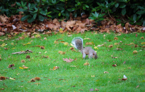 Grey Squirrel burying nut - UK Grey Squirrel - UK burying stock pictures, royalty-free photos & images