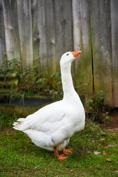 istock White big goose in the yard 887592010