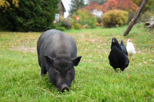black a pig in the yard funny black a pig in the yard mud hen stock pictures, royalty-free photos & images