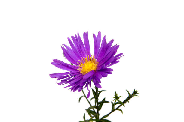 istock Colorful aster flowers isolated on white background 887592206