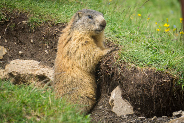 istock Alpine marmot in the natural environment. Dolomites. 887605300