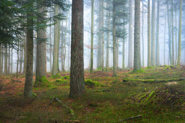 istock A scene in a dark misty pine forest with a moss carpet and fallen tree trunks. French Alsace. 887605774