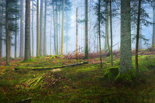 istock A scene in a dark misty pine forest with a moss carpet and fallen tree trunks. French Alsace. 887605800