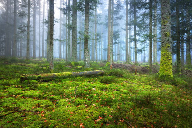 istock A scene in a dark misty pine forest with a moss carpet and fallen tree trunks. French Alsace. 887605988