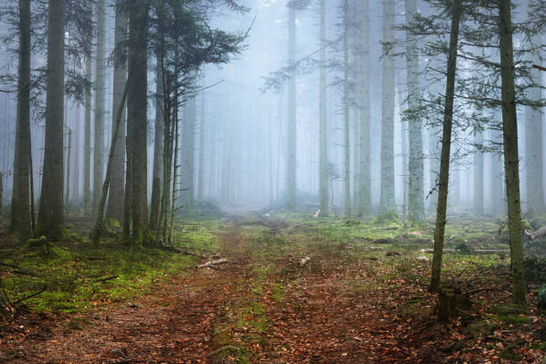 istock A path in a dark pine forest in mist. French Alsace, Vosges mountains 887606192