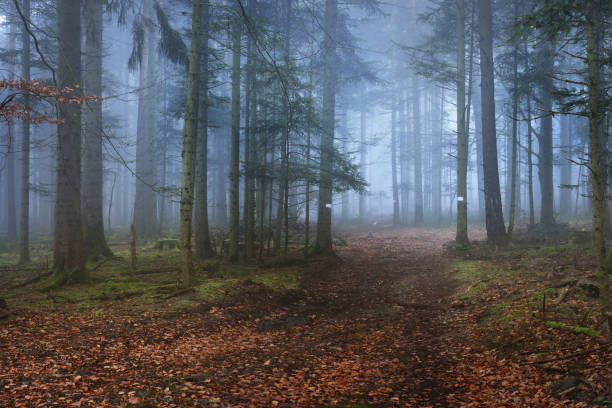 istock A path in a dark pine forest in mist. French Alsace, Vosges mountains 887606218