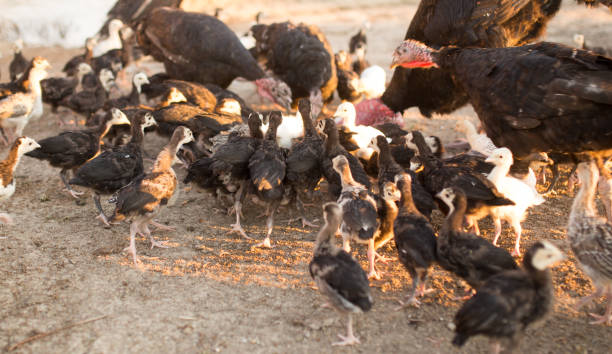 istock small turkey chickens graze on the farm 887606700