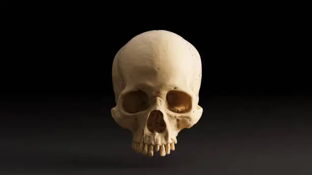 Photo of Human Skull Front