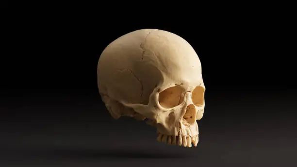 Photo of Human Skull Front