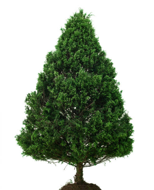 クリスマス ツリー。白背景に分離された単一の松の木 - growth new evergreen tree pine tree ストックフォトと画像