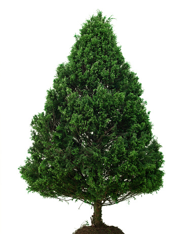 Natural Christmas Tree without Decoration. Front View with Copy Space