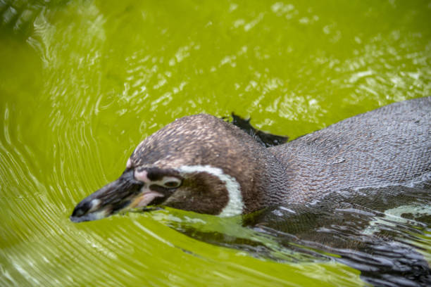 istock Penguin in aquarium pool in a Zoo, Berlin 887626978