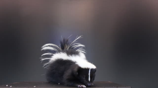 Skunk On black background