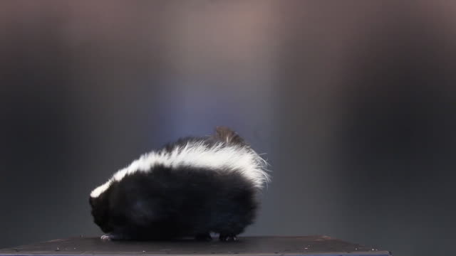 Skunk On black background