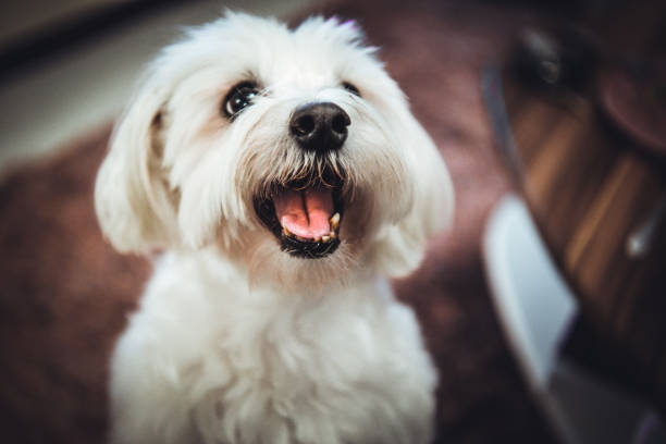 Maltese Dog Pet Cute Maltese dog pet maltese dog stock pictures, royalty-free photos & images
