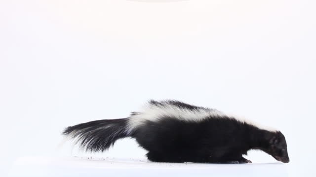 Skunk On white background