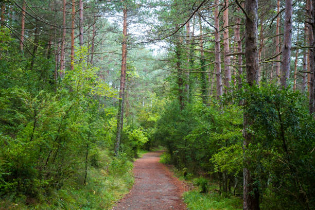 istock Corridor of leaves 887641762