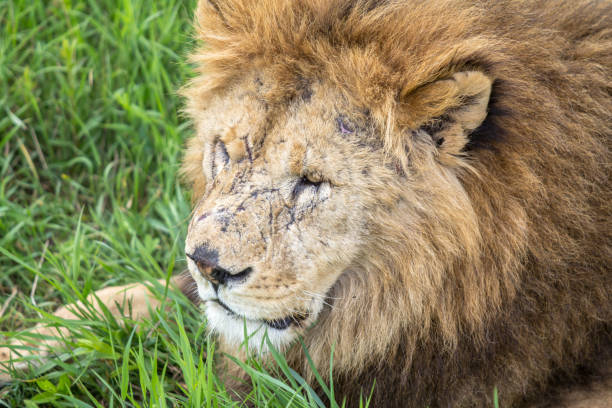 istock Old male lion in the grass 887644208