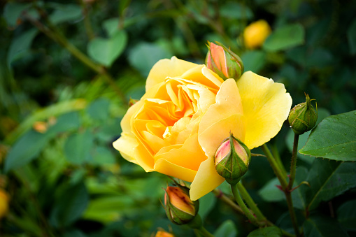 Yellow rose on rose bush with buds and green branches in garden