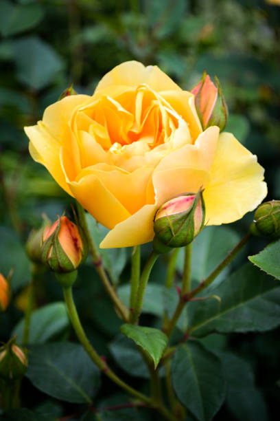 istock Yellow rose in the garden 887646886