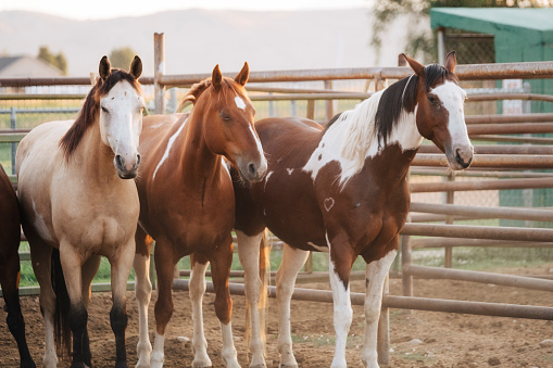A group of horses in a corral.