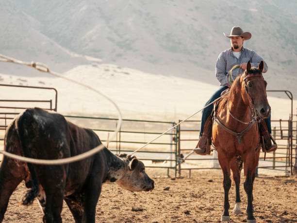 istock Cowboy Lifestyle in Utah 887647024