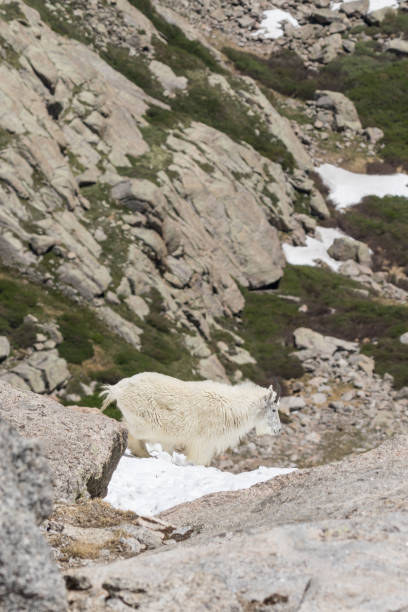 istock Mountain Goat in the High Alpine 887647684