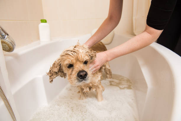 istock Grumer washes dog with foam and water 887651268