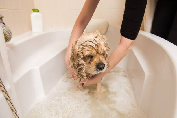 istock Grumer washes dog with foam and water 887651272