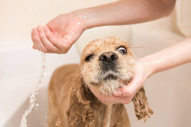 istock Woman washes foam from a dog 887651364