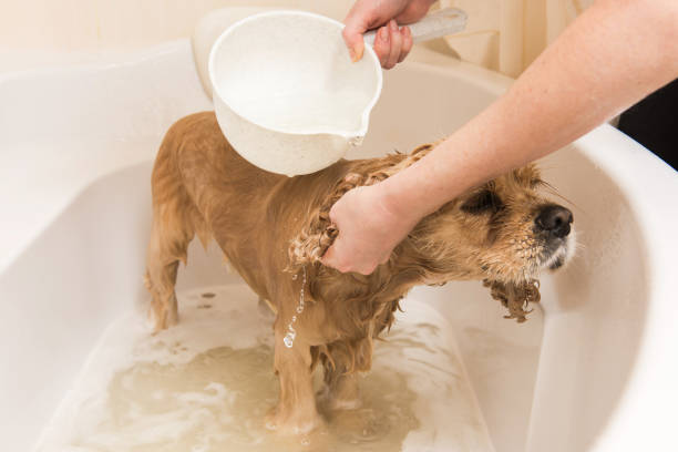 istock Grumer washes dog with foam and water 887651386