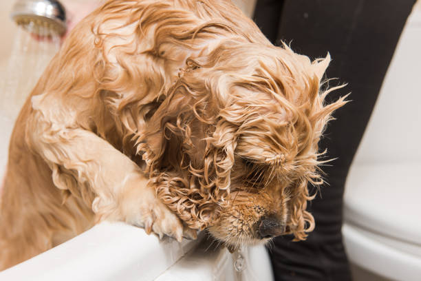 istock Wet dog in the bathroom close up 887651598