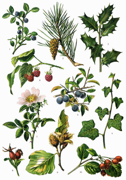 약 및 초본 식물 - hawthorn flower old fashioned botany stock illustrations