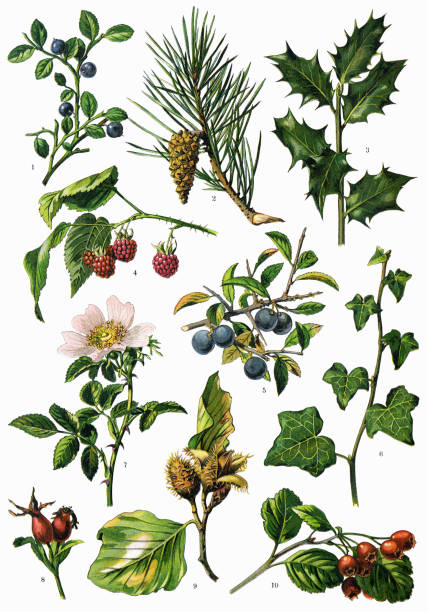 лекарственные и травяные растения - illustration and painting antique engraving 19th century style stock illustrations