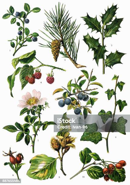 Medicinal And Herbal Plants Stock Illustration - Download Image Now - Illustration, Botany, Old-fashioned