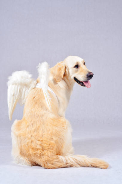 istock Thoroughbred well-groomed Dog 887670148
