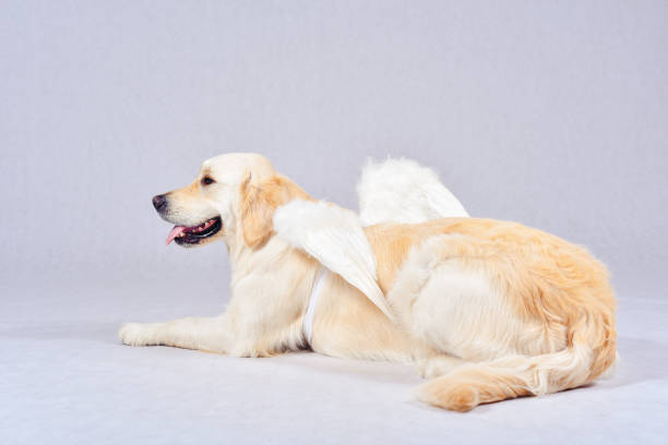 istock Thoroughbred well-groomed Dog 887670250