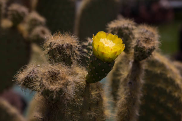 Cactus plant with yellow flower. Lanzarote, Spain