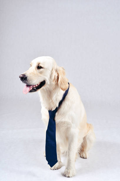 istock Thoroughbred well-groomed Dog 887670606