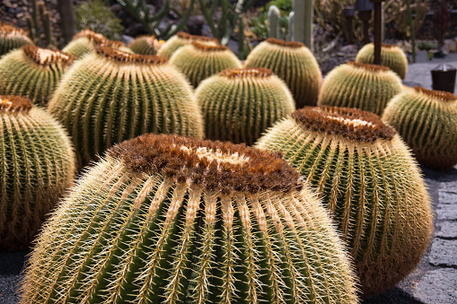 Round cactus plants. Lanzarote, Canary islands, Spain.